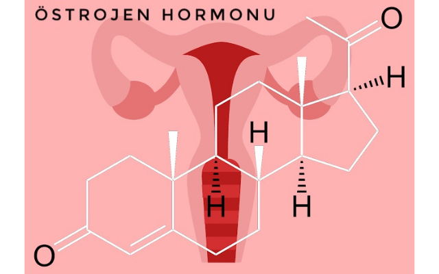 Östrojen Hormonu